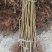 春雪桃树苗50~60cm