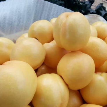 黄油桃苗80cm以上