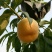 黄油桃苗80cm以上