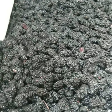 桑葚