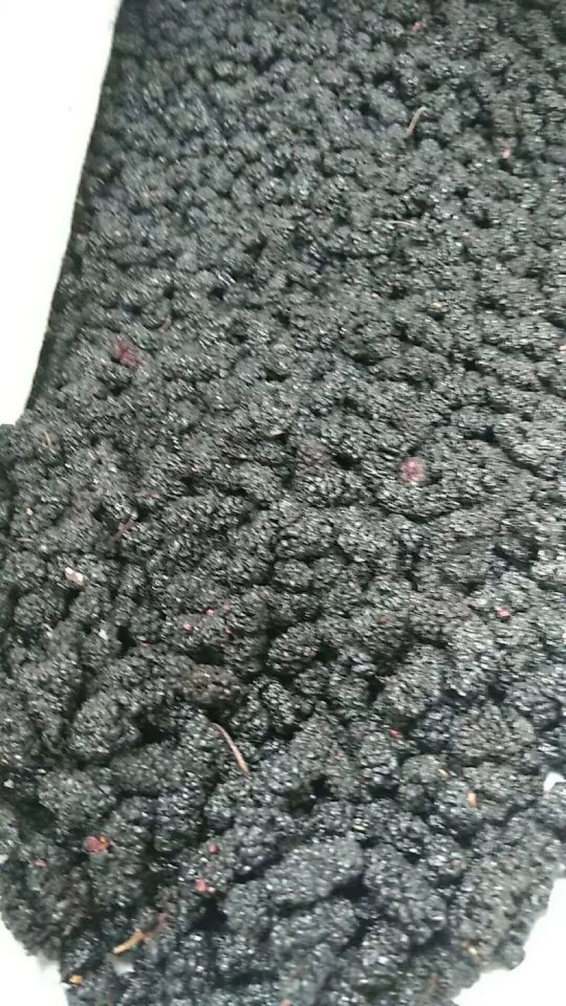 桑葚
