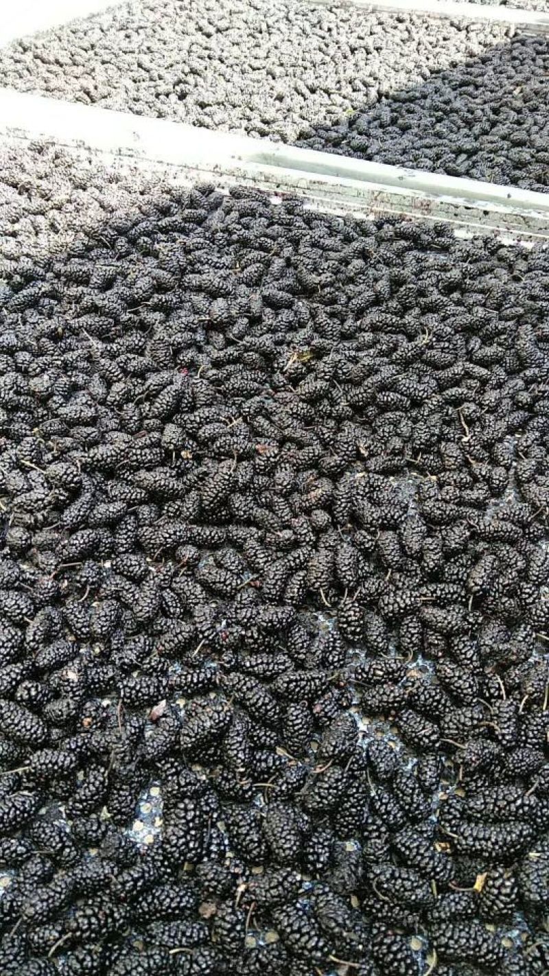 桑葚