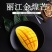 丽江金煌芒