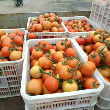 大红硬果思贝德西红柿🍅