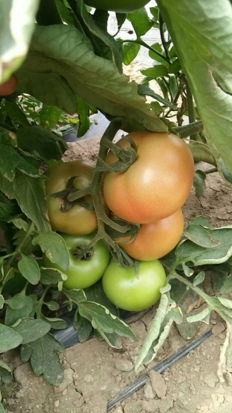 大红硬果思贝德西红柿🍅