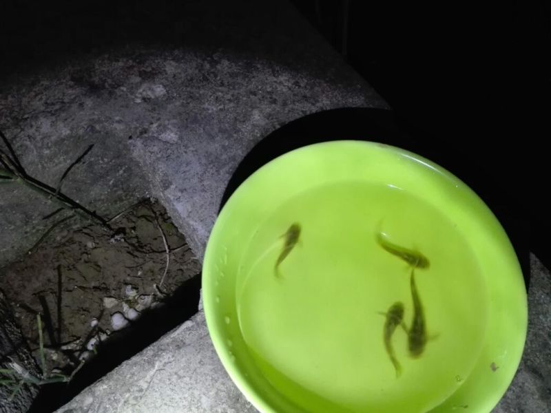 牛尾巴鱼