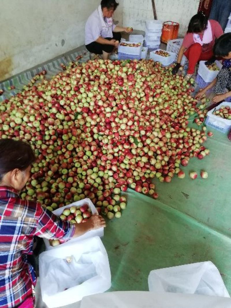 冷棚珍珠枣蜜桃批发，陕西珍珠枣蜜桃基地价格，