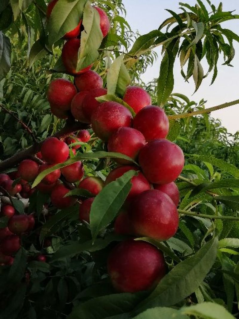 冷棚珍珠枣蜜桃批发，陕西珍珠枣蜜桃基地价格，