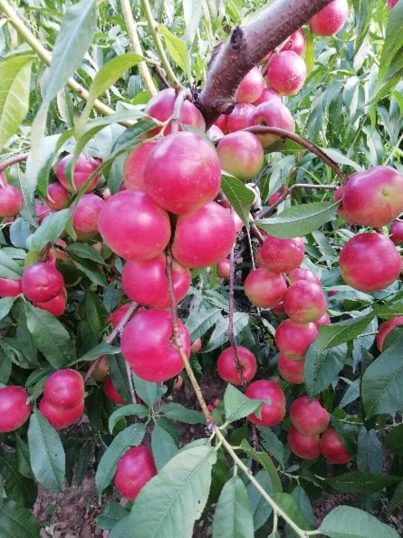 冷棚珍珠枣蜜桃批发，陕西珍珠枣蜜桃基地价格，