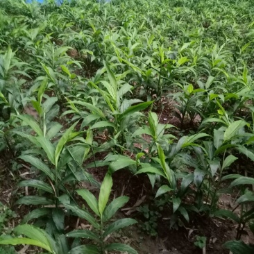 白阳荷种根，