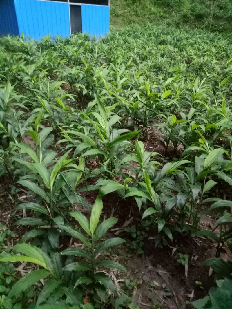 白阳荷种根，