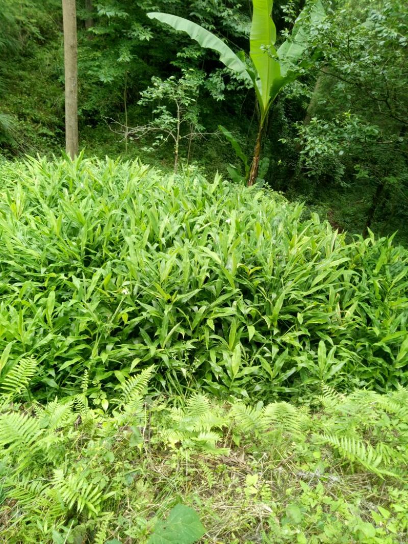 白阳荷种根，