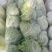 山东省济南市平阴县夏阳白菜大量上市，欢迎新老客户前来选购