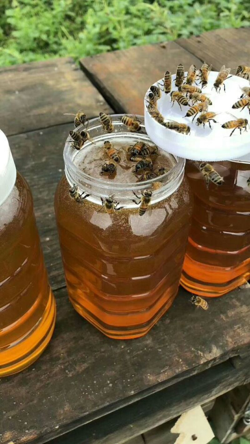 野山花蜂蜜纯正包邮——山里人家