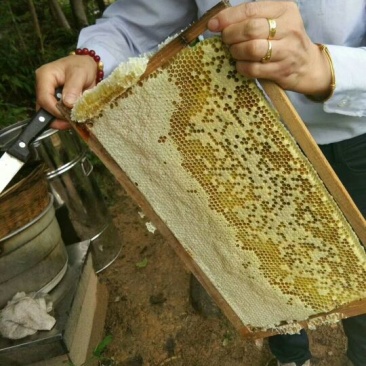野山花蜂蜜纯正包邮——山里人家
