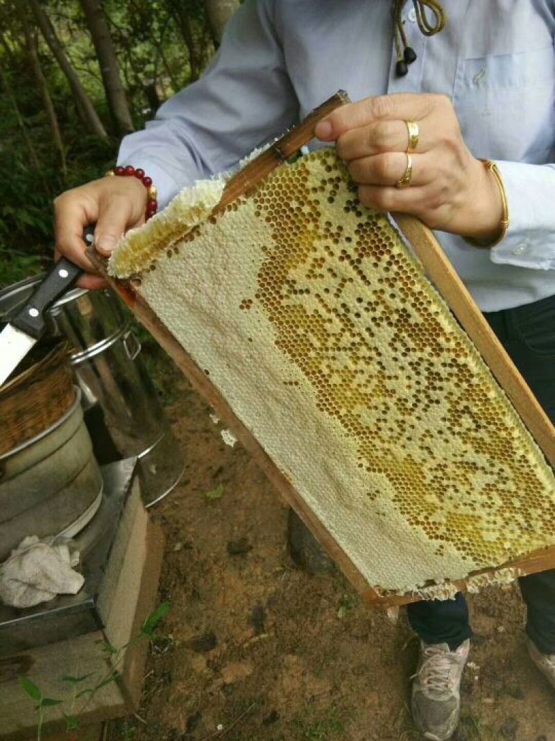 野山花蜂蜜纯正包邮——山里人家