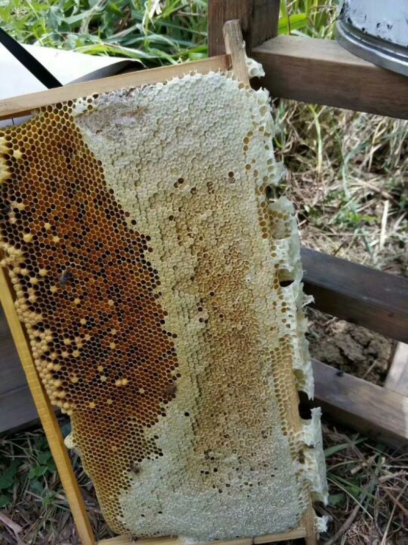 野山花蜂蜜纯正包邮——山里人家
