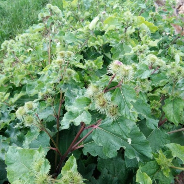 野生牛蒡根纯天然的药膳