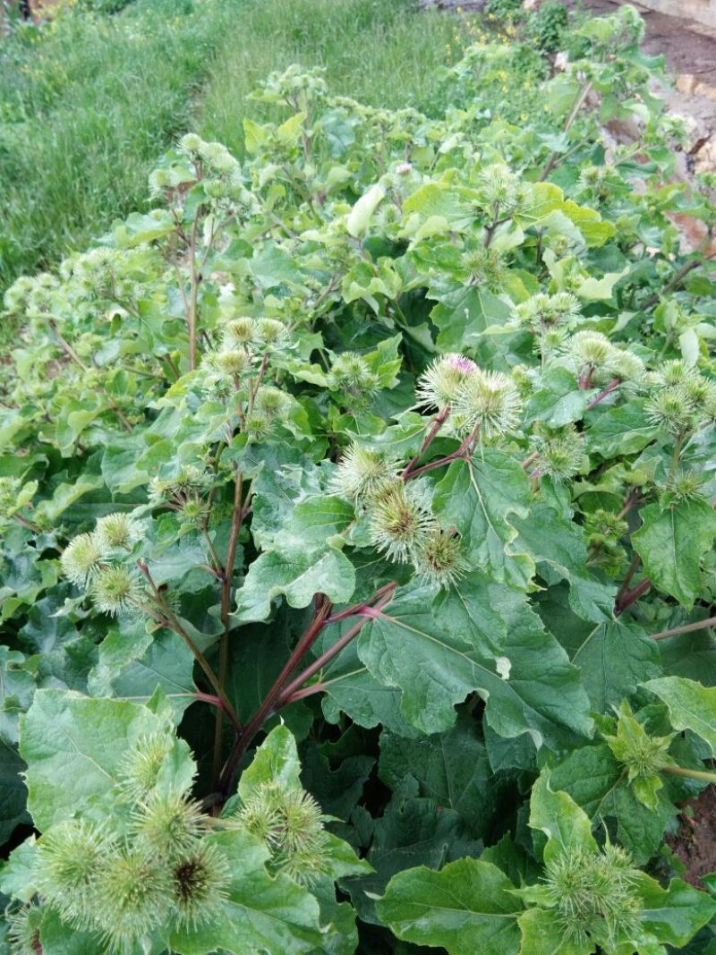 野生牛蒡根纯天然的药膳
