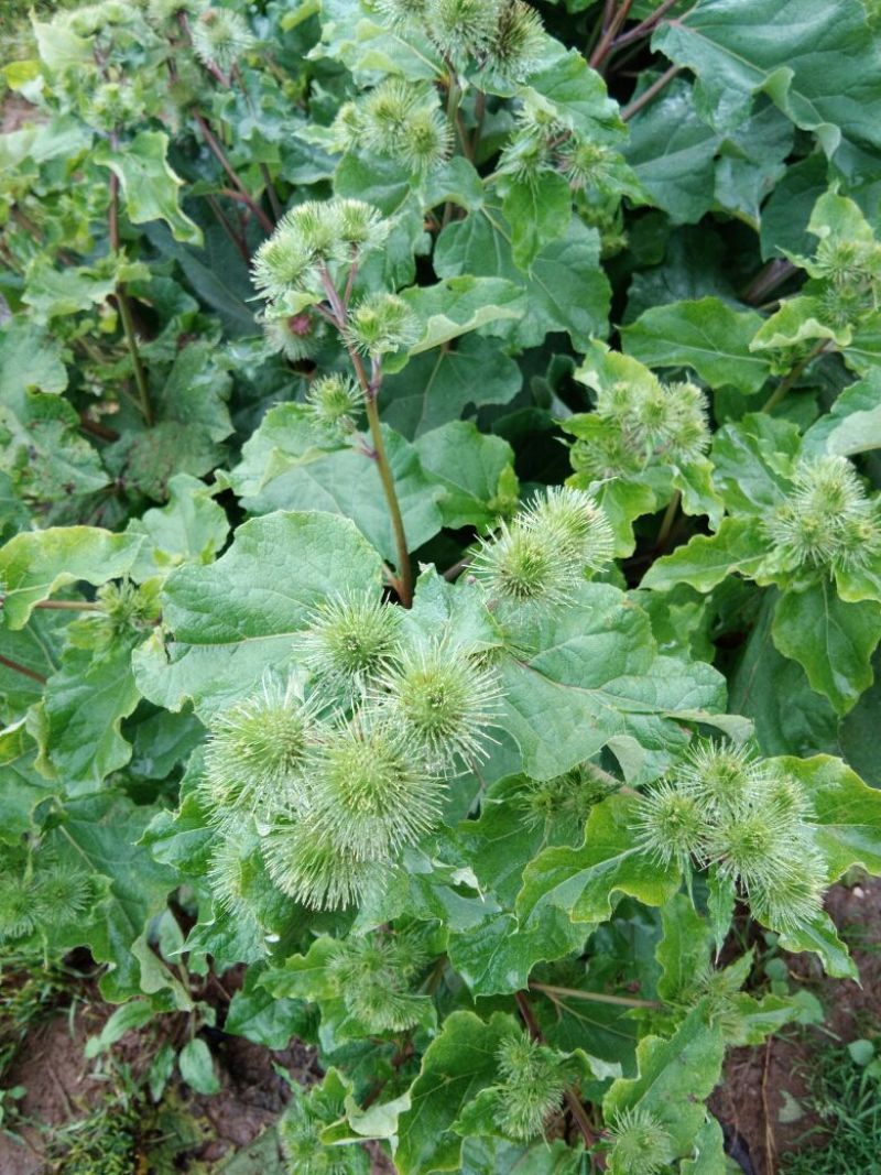 野生牛蒡根纯天然的药膳