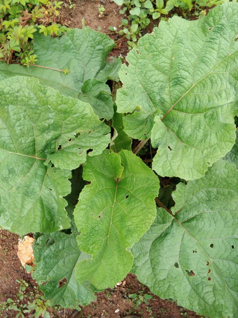 野生牛蒡根纯天然的药膳