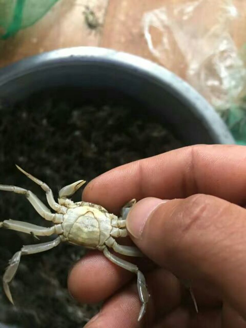 蟹苗大闸蟹蟹螃蟹苗活体养殖40头左右