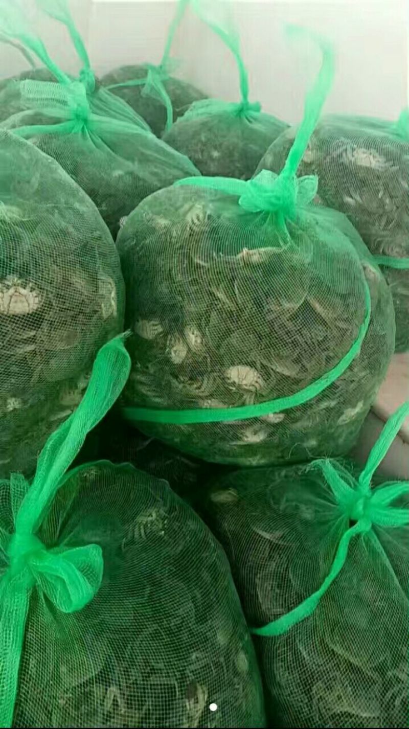 蟹苗大闸蟹蟹螃蟹苗活体养殖40头左右