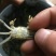 蟹苗大闸蟹蟹螃蟹苗活体养殖40头左右