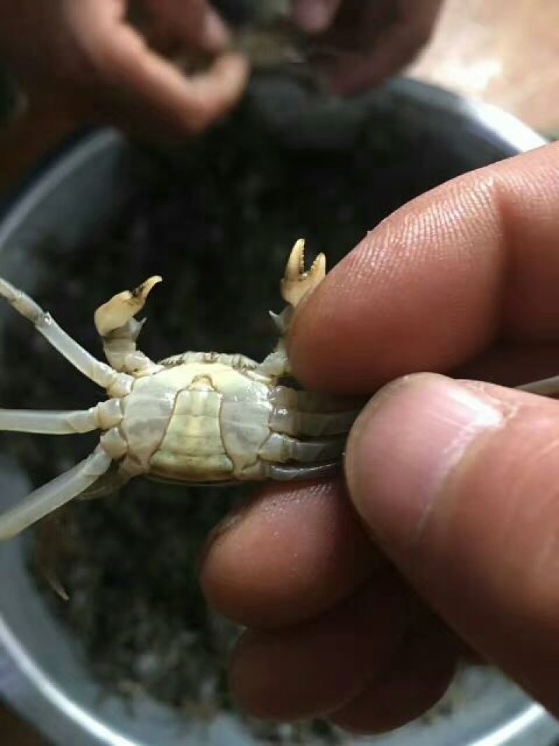 蟹苗大闸蟹蟹螃蟹苗活体养殖40头左右