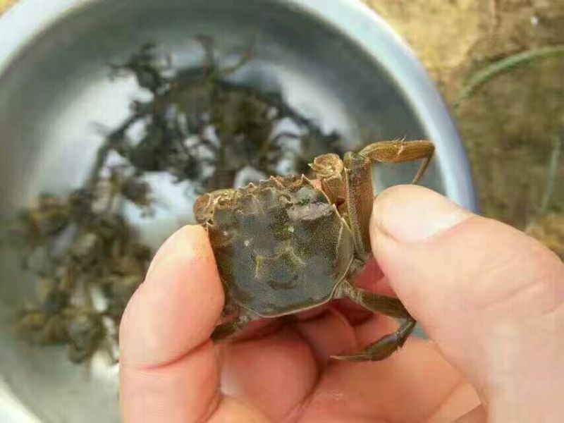 蟹苗大闸蟹蟹螃蟹苗活体养殖40头左右
