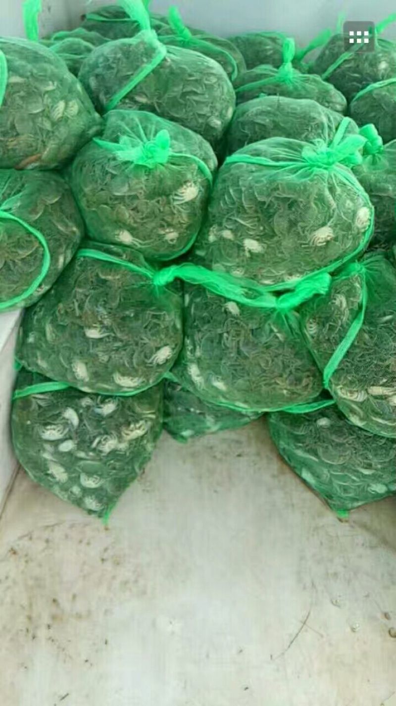 蟹苗大闸蟹蟹螃蟹苗活体养殖40头左右