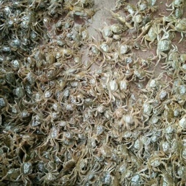 蟹苗大闸蟹蟹螃蟹苗活体养殖40头左右