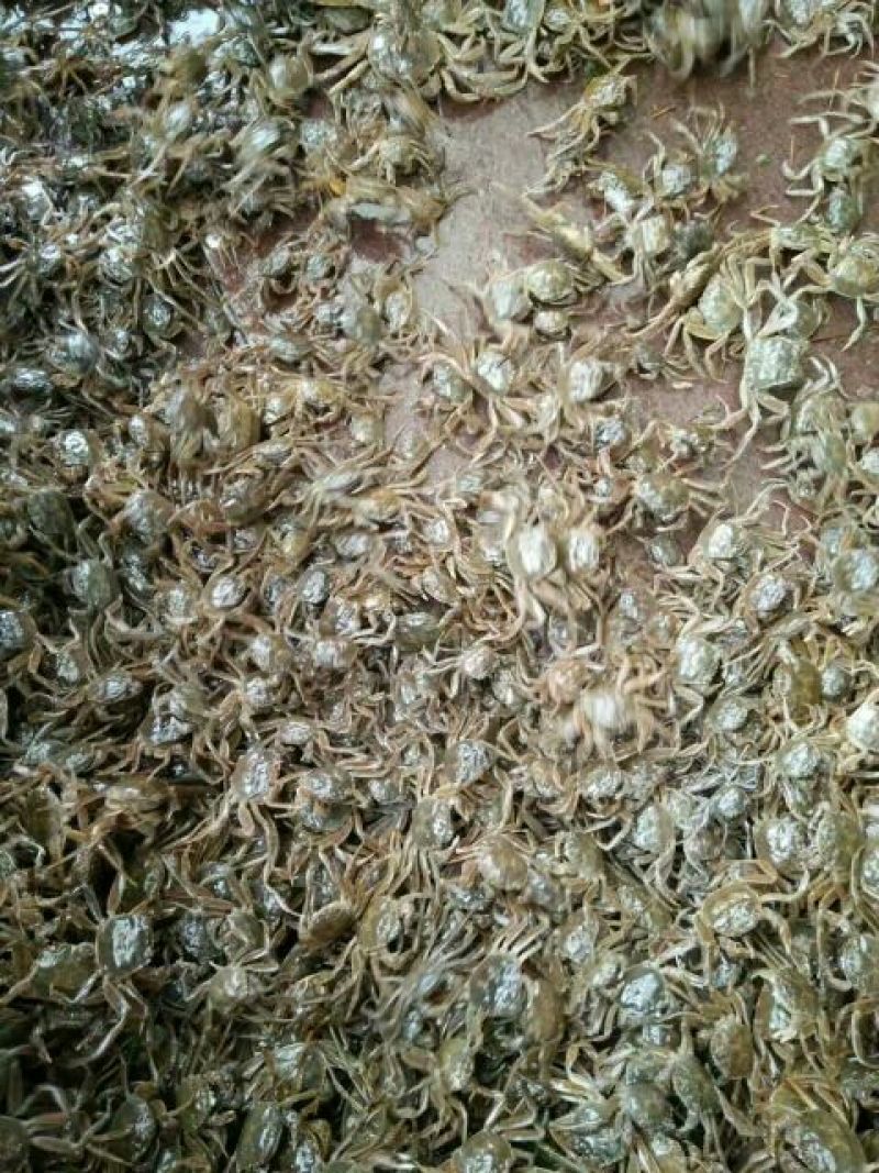 蟹苗大闸蟹蟹螃蟹苗活体养殖40头左右