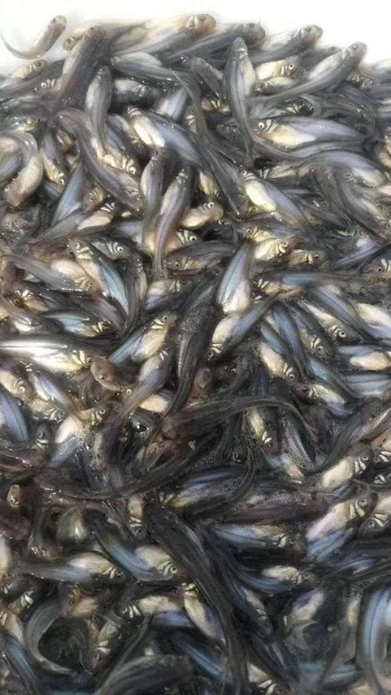 巴沙鱼苗