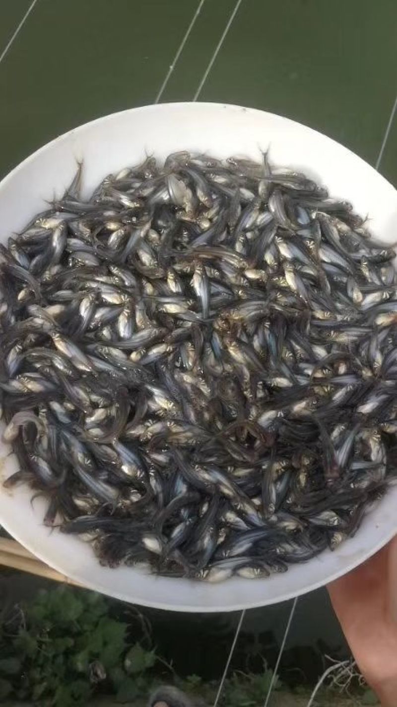 巴沙鱼苗