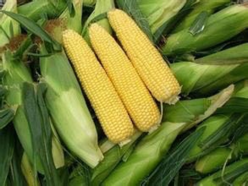 黄玉米20~30%