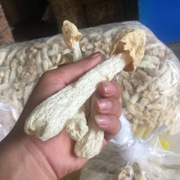 竹荪万家发竹荪竹笙福建特产无硫