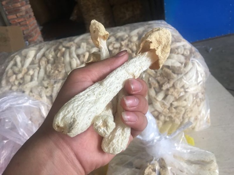 竹荪万家发竹荪竹笙福建特产无硫