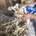 竹荪万家发竹荪竹笙福建特产无硫