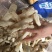 竹荪万家发竹荪竹笙福建特产无硫