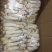 竹荪万家发竹荪竹笙福建特产无硫