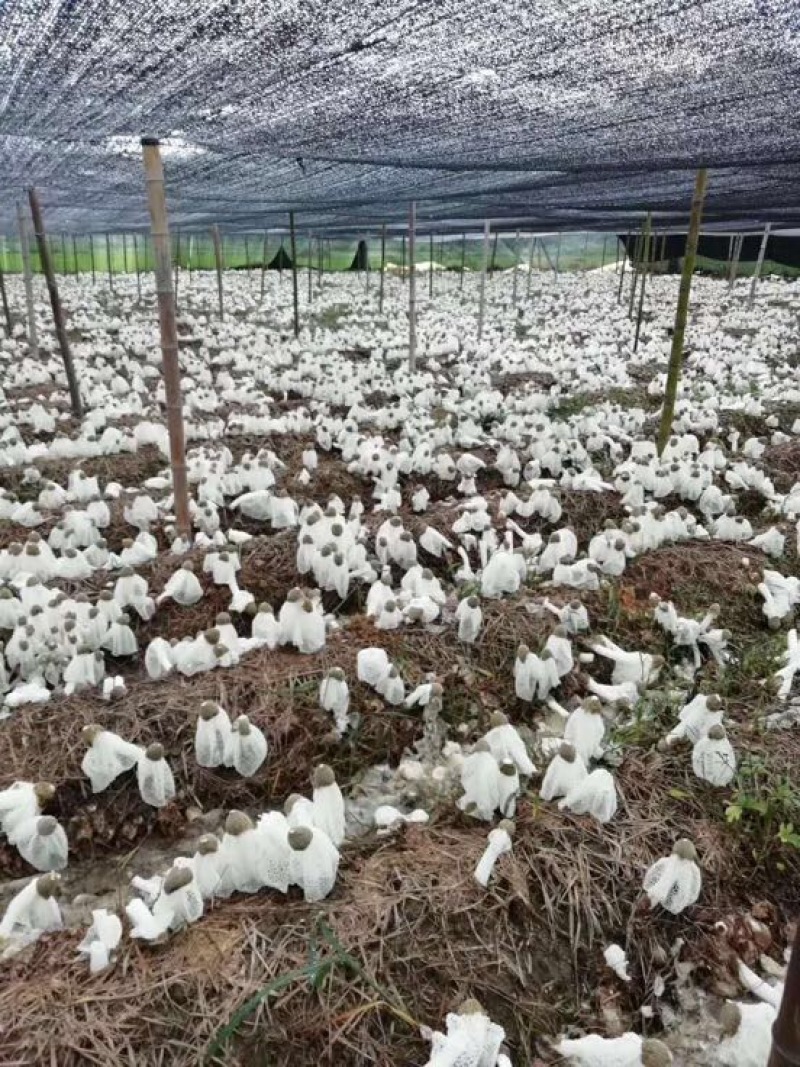 竹荪万家发竹荪竹笙福建特产无硫