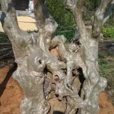 石崖壁上的紫薇