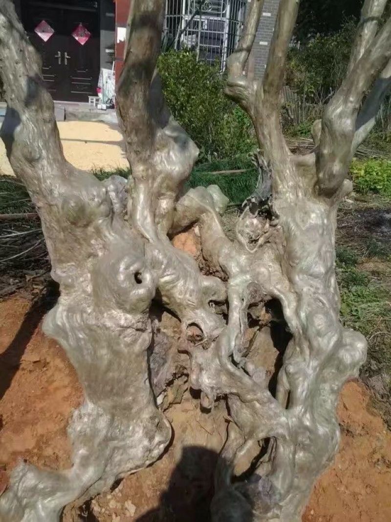 石崖壁上的紫薇