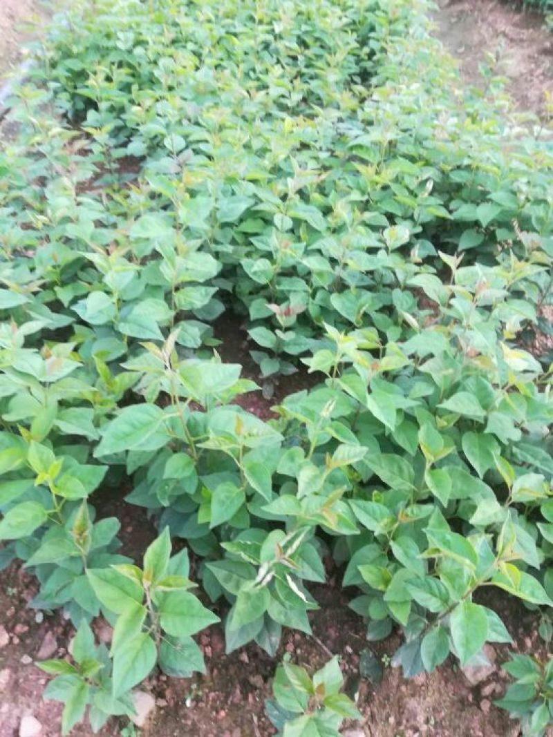暴马丁香苗，丁香苗，暴马丁香，暴马子，丁香，