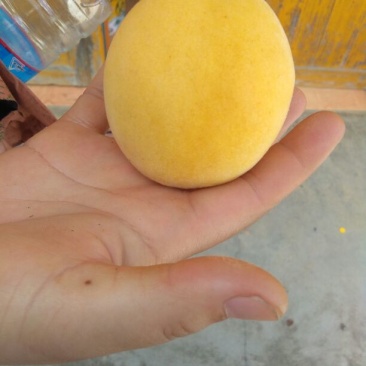 炎陵黄桃