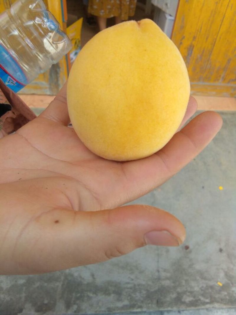 炎陵黄桃
