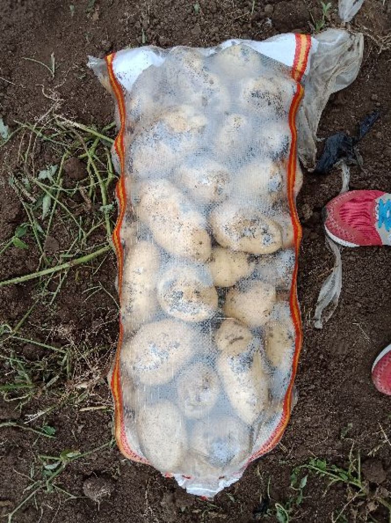 我地荷兰十五土豆大量上市中。个头大颜色好