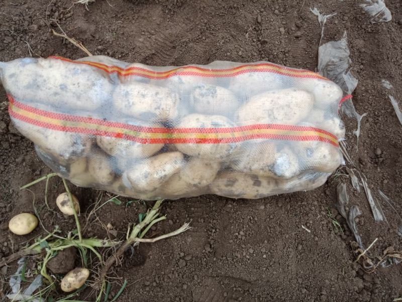 我地荷兰十五土豆大量上市中。个头大颜色好
