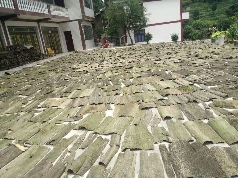 专业杜仲